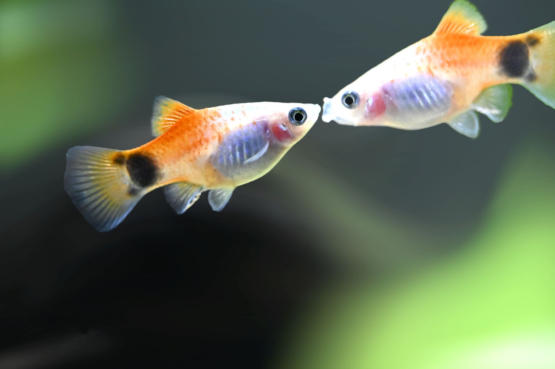 Group of small orange and black harlequin rasbora fish swimming together above green aquarium plants