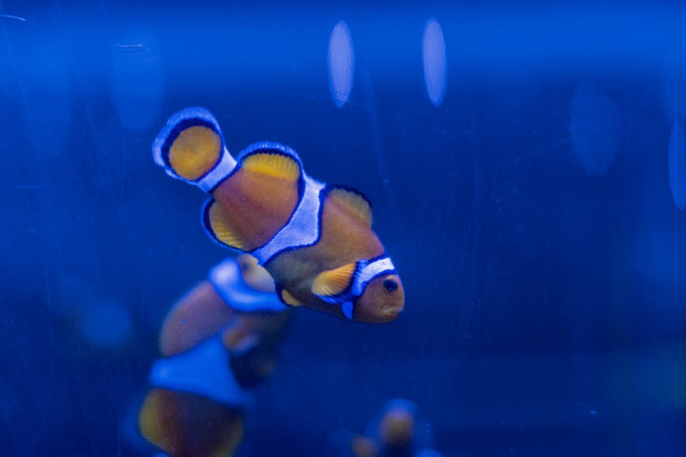 Snowflake Clownfish Care Guide: Tank Size, Diet, and Compatibility