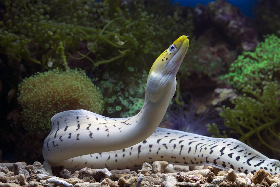 Snowflake Moray Eel Care Guide: Tank Size, Diet, and Compatibility