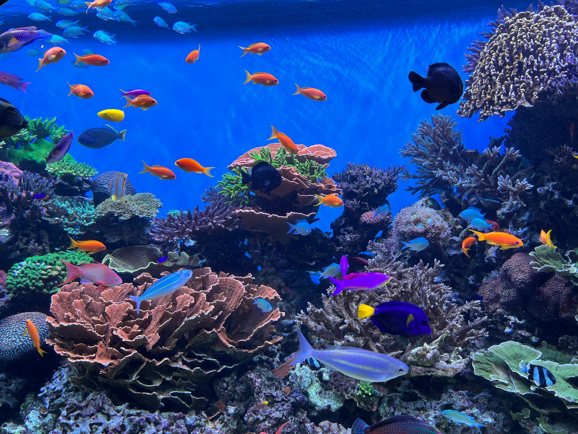 Colorful tropical fish swimming in a coral reef aquarium