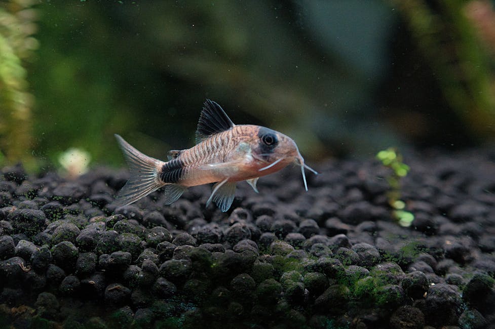 Sterbai Corydoras Care Guide: Tank Size, Diet, and Compatibility