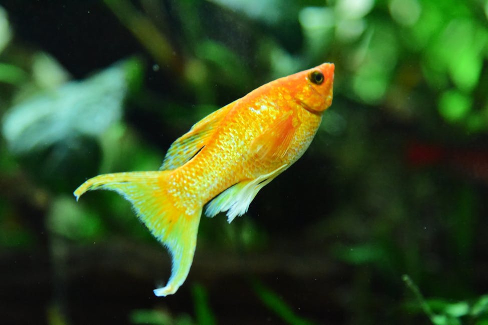 Swordtail Care Guide: Tank Size, Diet, and Compatibility