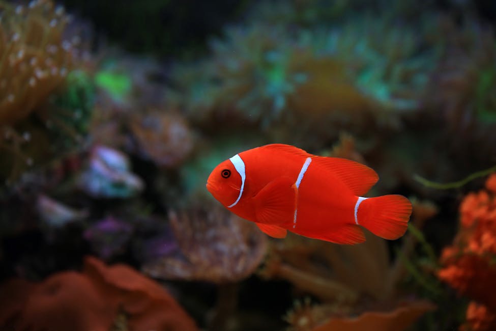 Tomato Clownfish Care Guide: Tank Size, Diet, and Compatibility