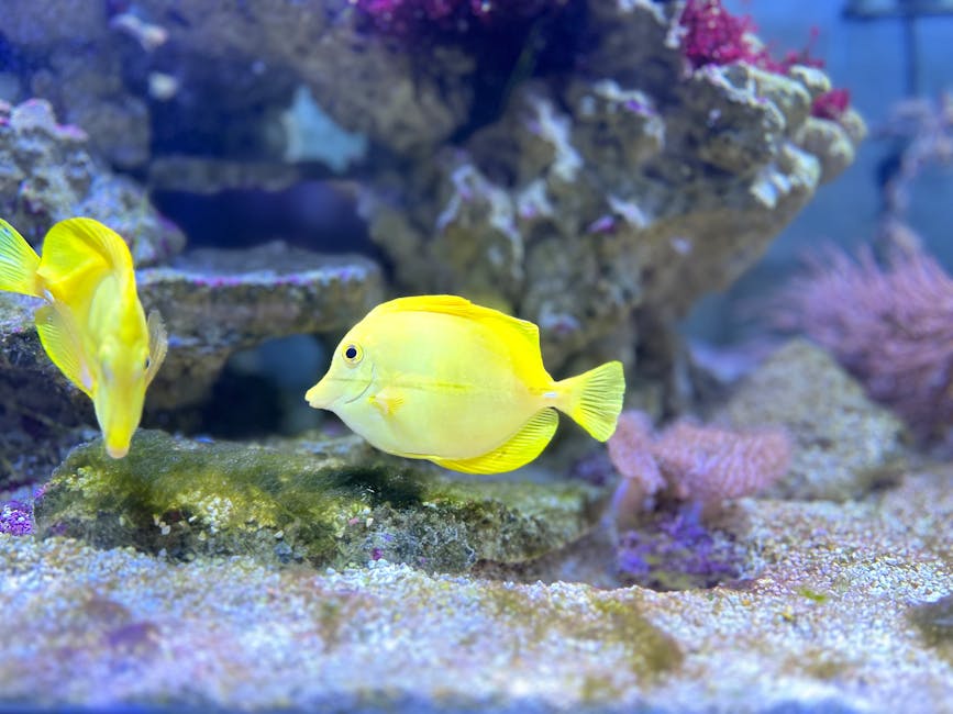 Yellow Tang Care Guide: Tank Size, Diet, and Compatibility