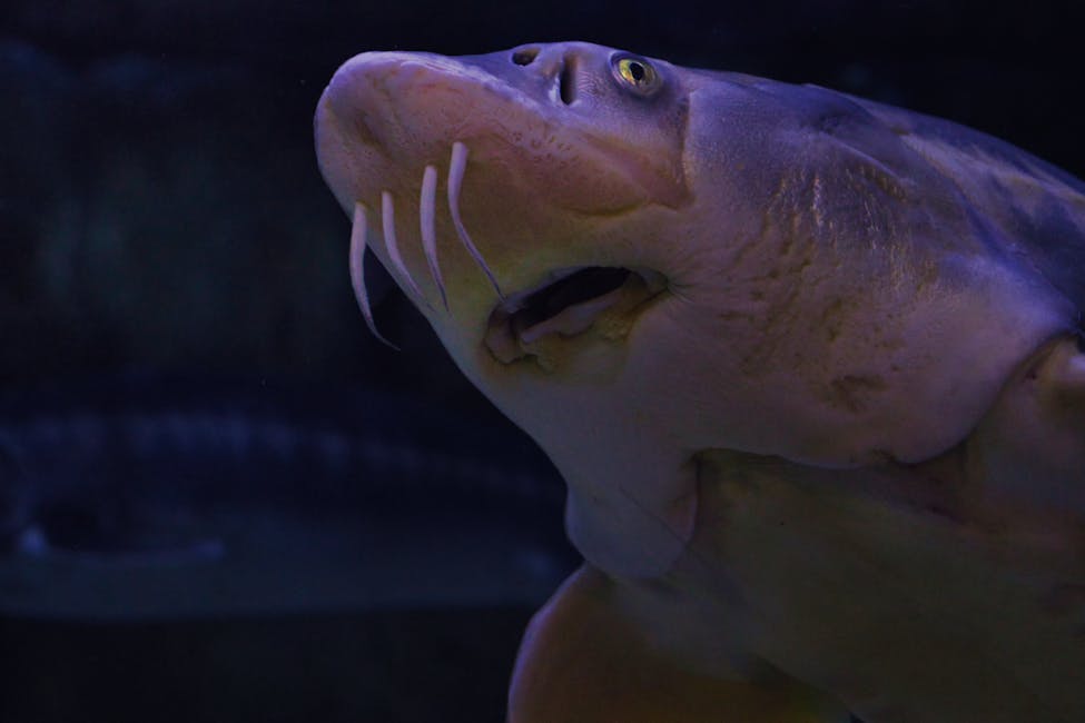 Yoyo Loach Care Guide: Tank Size, Diet, and Compatibility