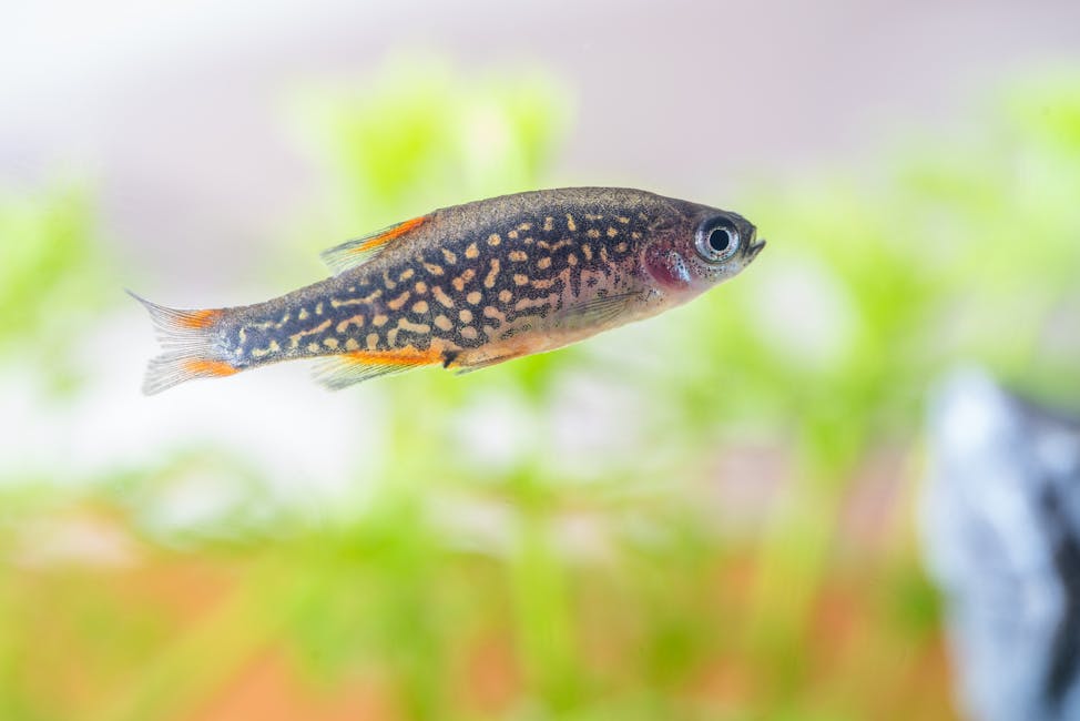 Zebra Danio Care Guide: Tank Size, Diet, and Compatibility